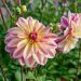 Dalia decorativa Happy Butterfly