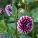 Dalia decorativa Bal d'Edimbourg