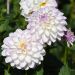 Dalia decorativa Evelyne