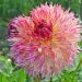 Dalia gigante Myrtle's Folly