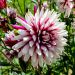 Dalia decorativa Rebecca's World