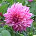 Dalia decorativa gigante Café au Lait Royal