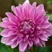 Dalia gigante Lavender Perfection