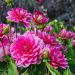 Dalia decorativa gigante Emory Paul