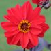 Dalia Bishop of Llandaff