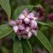 Dafne o Daphne Sweet Amethyst
