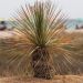 Dasilirio o Dasylirion longissimum