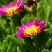 Delosperma Wheels of Wonder Hot Pink