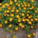 Delosperma Wheels of Wonder Arancio