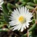 Delosperma Wheels of Wonder White