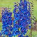 Speronella o Delphinium  Pacific Black Knight