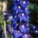 Speronella o Delphinium Pacific Blue Bird