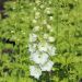 Speronella o Delphinium Pacific Galahad