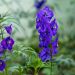 Speronella o Delphinium  Bellamosum