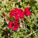 Garofano o dianthus Deltoides Flashing Light