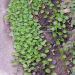 Dicondra strisciante o Dichondra repens