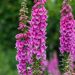 Digitale rosa o Digitalis purpurea