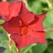Dipladenia BELLA Compact Red