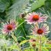 Rudbeckia Green Twister o Echinacea
