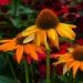 Rudbeckia Tangerine Dream o Echinacea