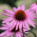 Rudbeckia Magnus o Echinacea