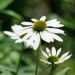 Echinacea Virgin