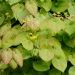 Fiori degli Elfi o Epimedium Frohnleiten