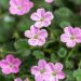 Erodium Bishop s Form