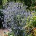 Eringio o Eryngium planum