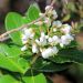 Escallonia Iveyi