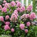Escallonia nana Pink Elle