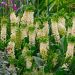 Giglio di ananas o Eucomis bicolor - Eucomide