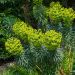 Euforbia o Euphorbia characias wulfenii
