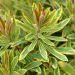 Euforbia di Martin, Euphorbia x martinii Ascot Rainbow