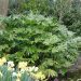 Fatsia japonica o Aralia sieboldii