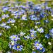 Agatea o Felicia del Capo Forever Blue