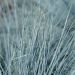 Festuca blu o Festica glauca Intense Blue