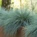 Festuca blu o Festica glauca
