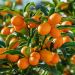 Kumquat  ovale o Fortunella margarita