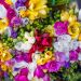 Freesia Double Mix