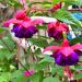 Fucsia ricadente Dark Eyes