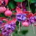 Fucsia Princess Dollar