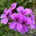Geranio edera HAPPY FACE Amethyst