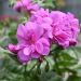 Geranio Edera doppio AMETHYST Fisdel