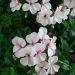 Geranio edera RAINBOW White