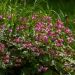 Geranio perenne o Geranium cantabrigiense Crystal Rose