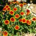 Gaillardia Royal