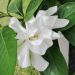 Gardenia Celestial Star