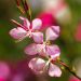 Gaura Cherry Brandy - Fior di orchidea