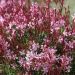 Gaura Rosy Jane - Fior di orchidea